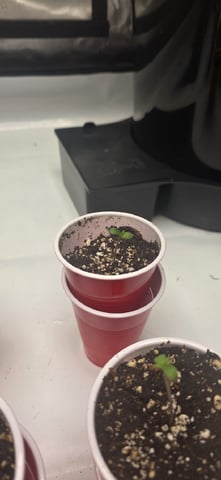 Maple Nectar  — seedling_rooting, day 6