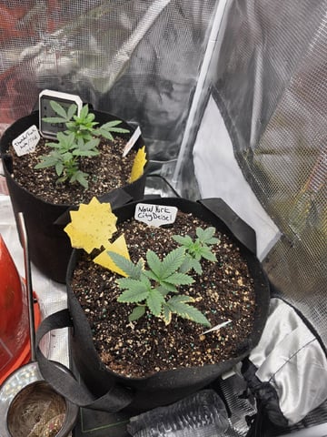 NFA & NYCD — grow_setup, day 20