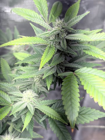 CANDYLAND — flower, day 130