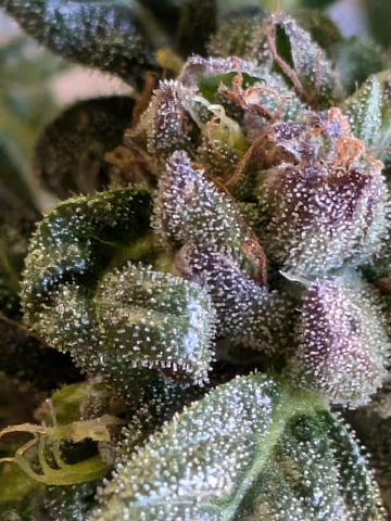 October Start — harvest, day 130