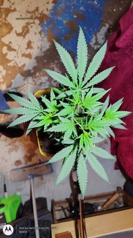 Miracle Murray  — seedling_rooting, day 42