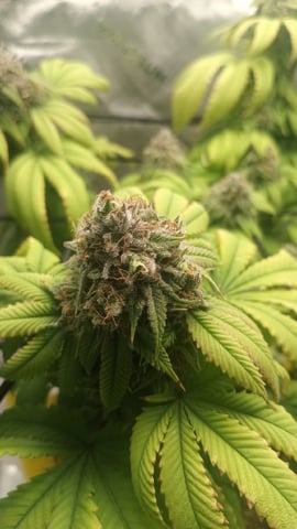 Critical Purple Kush — done, day 156