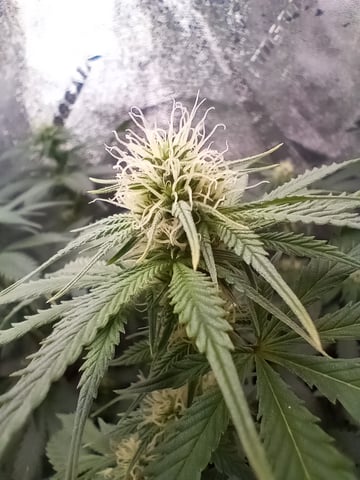 All Aboard!!! — flower, day 90