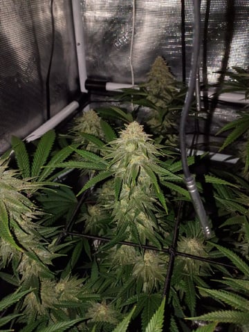 FastBuds Photo-Lemon Mandarin  — flower, day 124