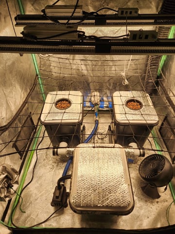 Wedding Cake Auto — grow_setup, day 1