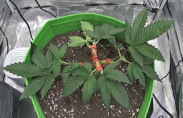 FastBuds Photo-Lemon Mandarin  — vegetative, day 35