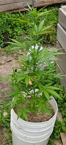 girl scout cookies (auto) — flower, day 50