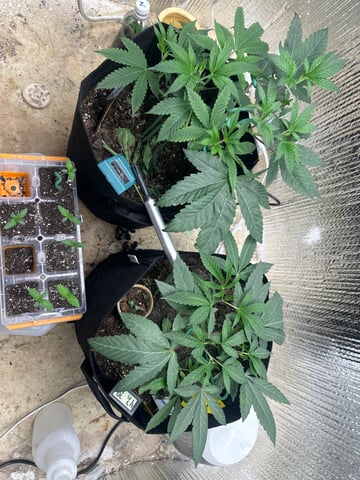 trying some bag seeds — vegetative, day 7