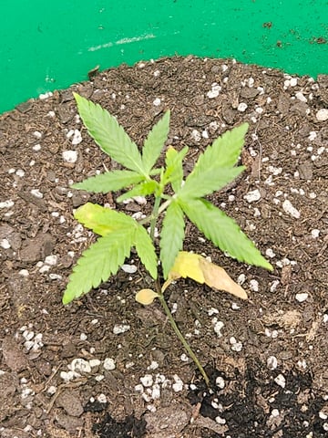 1st plant. Strain: Green Gelato AutoFlower — seedling_rooting, day 34