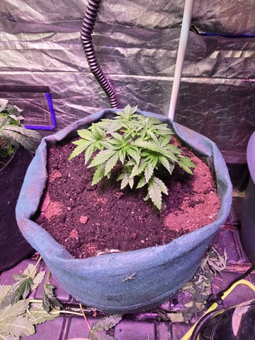 fruitstripe-x-breathworks VS Tropical cherry vs kush cake. vs og haze — vegetative, day 40