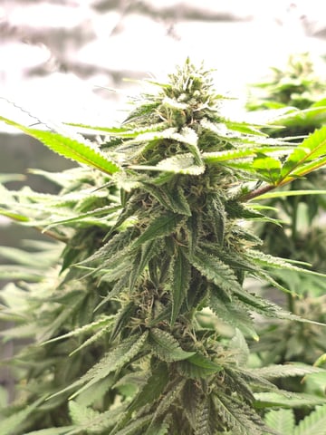 First grow — flower, day 94