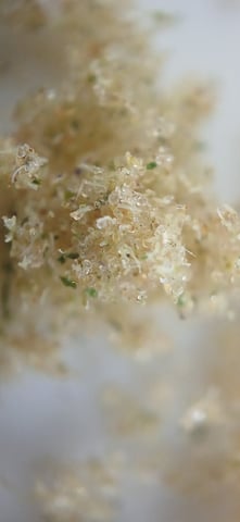 newest ggs setup grow — harvest, day 110