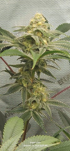 Another Custom Creation — flower, day 117