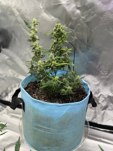 First Run — flower, day 91