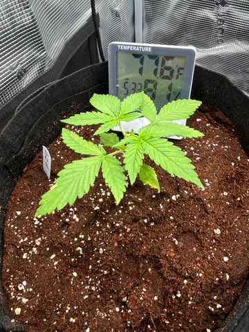 sticking to basics second grow — vegetative, day 10