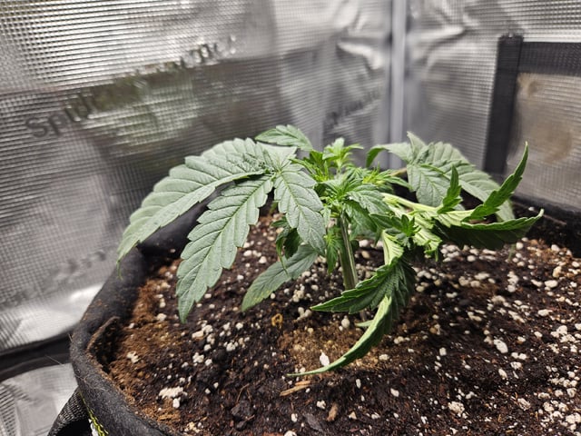 A chill grow in the small tent — vegetative, day 22