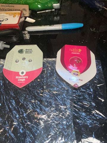  strawberry cough  — germination, day 1