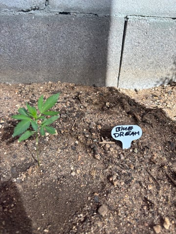 3 seeds  — vegetative, day 33