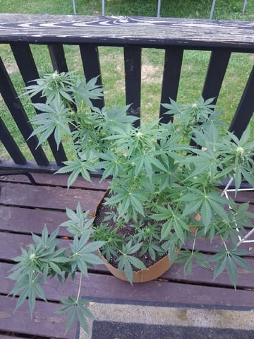 First Indoor Grow  — flower, day 69