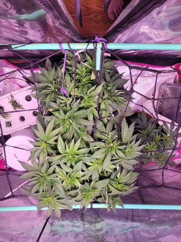 Clones And Hermie Seeds