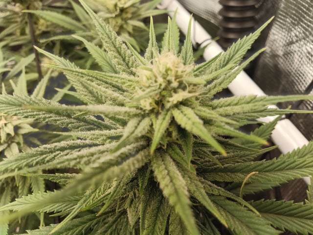 Starfighter/Ohio Guptilla Hybrid — flower, day 12