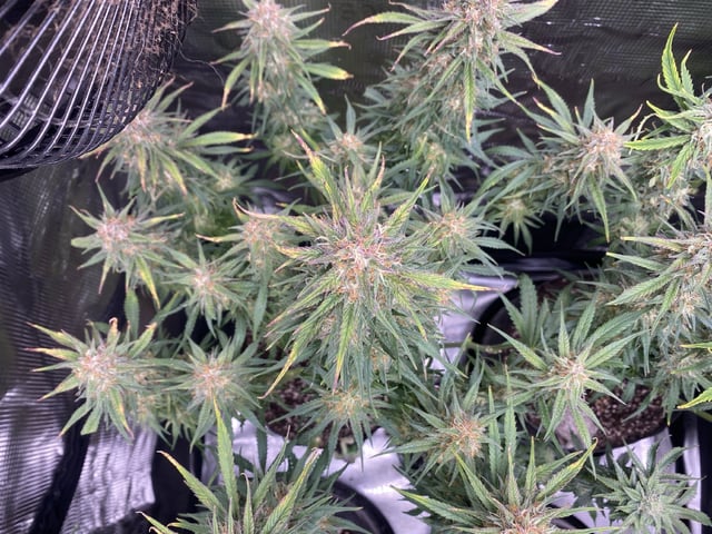 Auto Run #1 2025-2026 — flower, day 84