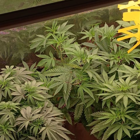 TentPlantLightFan — vegetative, day 62