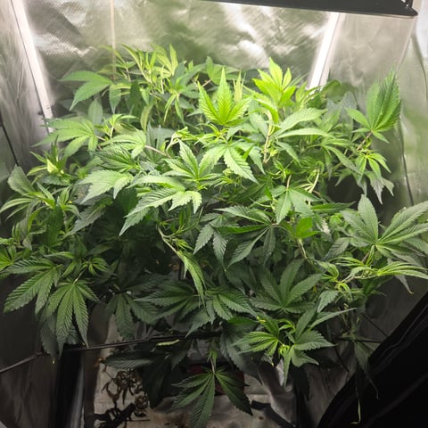 Fast Flowering Photo — flower, day 114