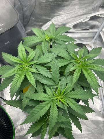 2nd Run — vegetative, day 46