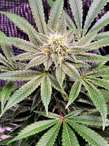 Dirty Bird - Thousand Island Fem & Platinum Kush Breath Remix x Grape Cakehead Fem Photo  — flower, day 94