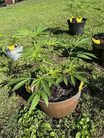 2026 Outdoor — vegetative, day 52