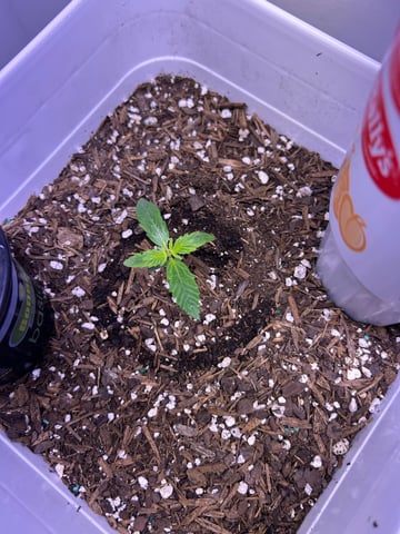 Gigawatt  — vegetative, day 35