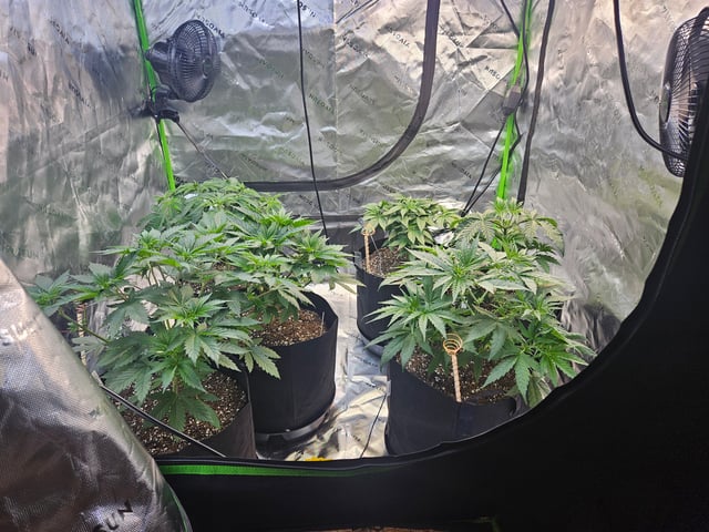 1st Grow — vegetative, day 12