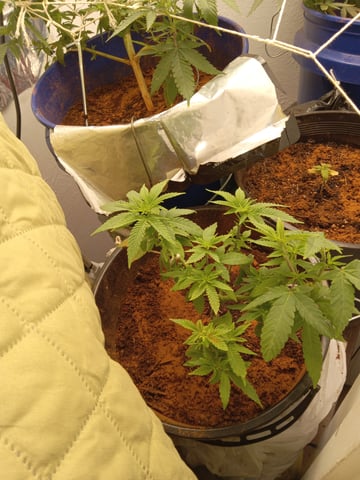 closet grow for veg with a.c infinity air intake fan .With no carbon filter just suction,and spider farmer sf 7000.Then a spider farmer sf tent 4×4×6.5with a G1500 l.e.d from spiderfarmer and spider farmer 6inch clip oscalating fan. — flower, day 29