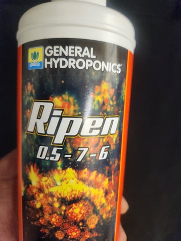 Sour Diesel — flower, day 11