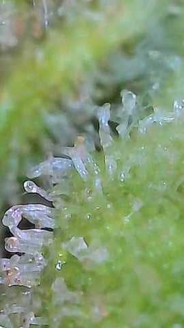 First ever grow — flower, day 91