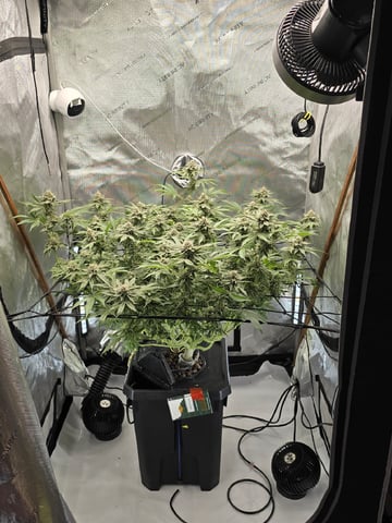 Barney's Farm - Cherry Popper — flower, day 112