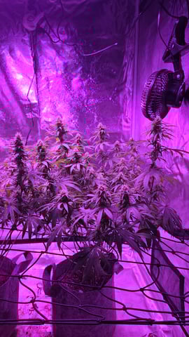 strawberry ghost and death breath — flower, day 7