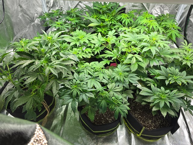 2nd Autoflower Indoor Grow — flower, day 37
