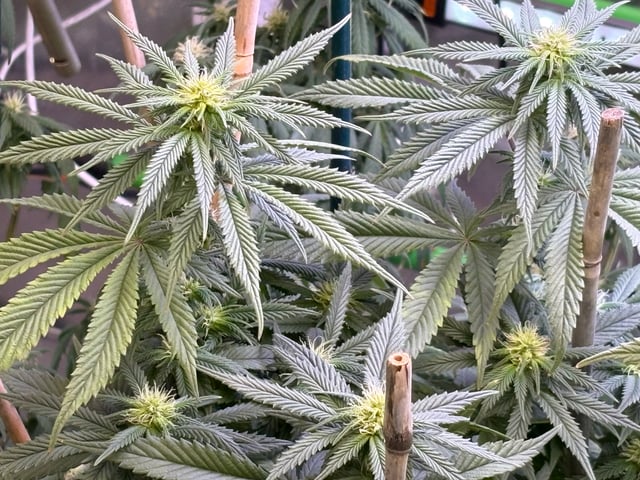 Fuel D OG  — flower, day 44