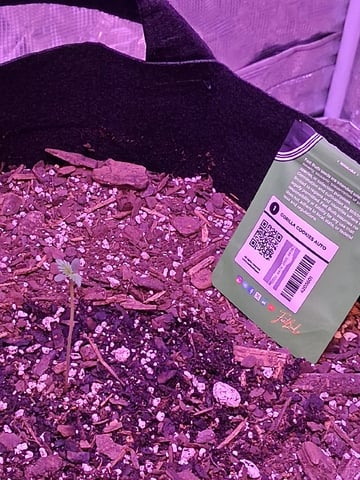 Gorilla Cookies Auto — seedling_rooting, day 7