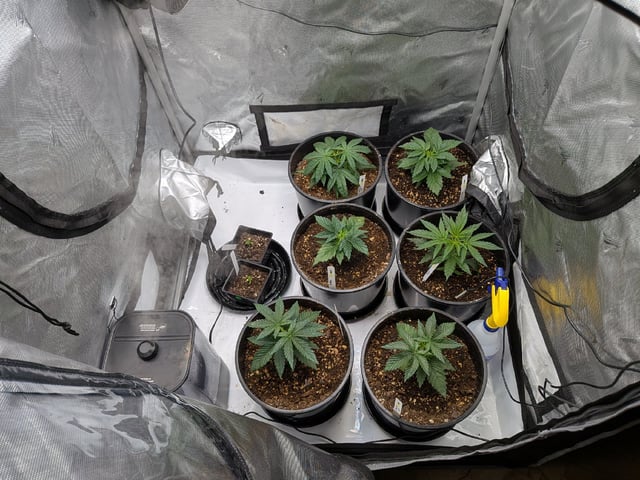 Grow Tent Starts — vegetative, day 36