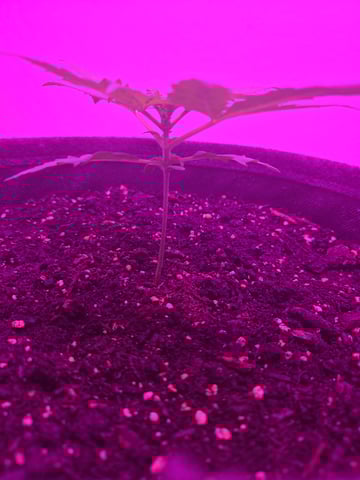 First Grow — vegetative, day 18