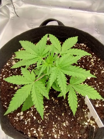 First grow — vegetative, day 23