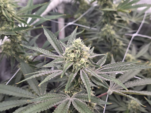 Grow 5.o — flower, day 85