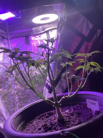 Ak-47 (Fast Verison) and pine Auto  — flower, day 43