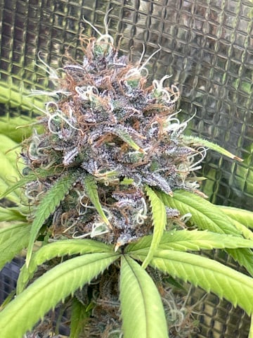 2nd grow — flower, day 135