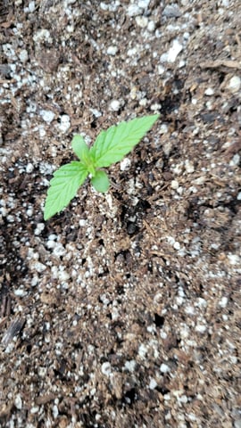purple Kush, and Extra Large Kush — seedling_rooting, day 1