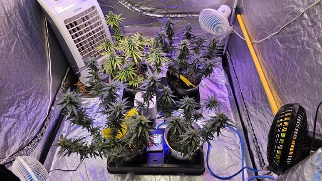 Amnesia Haze Run — flower, day 72