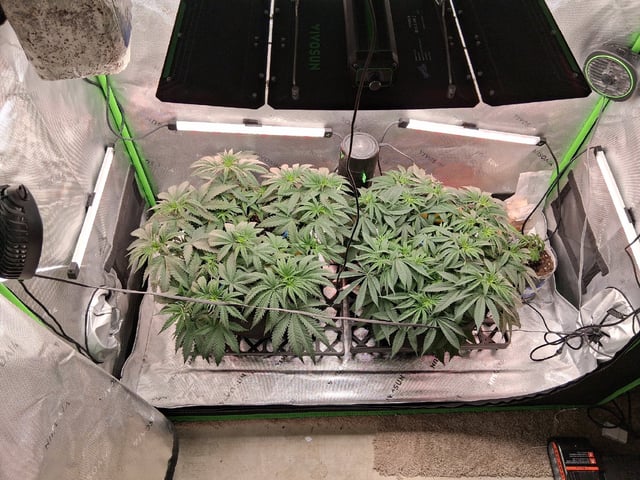 fruity pebbles, cap junky — vegetative, day 55